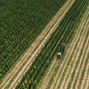 Hop Field